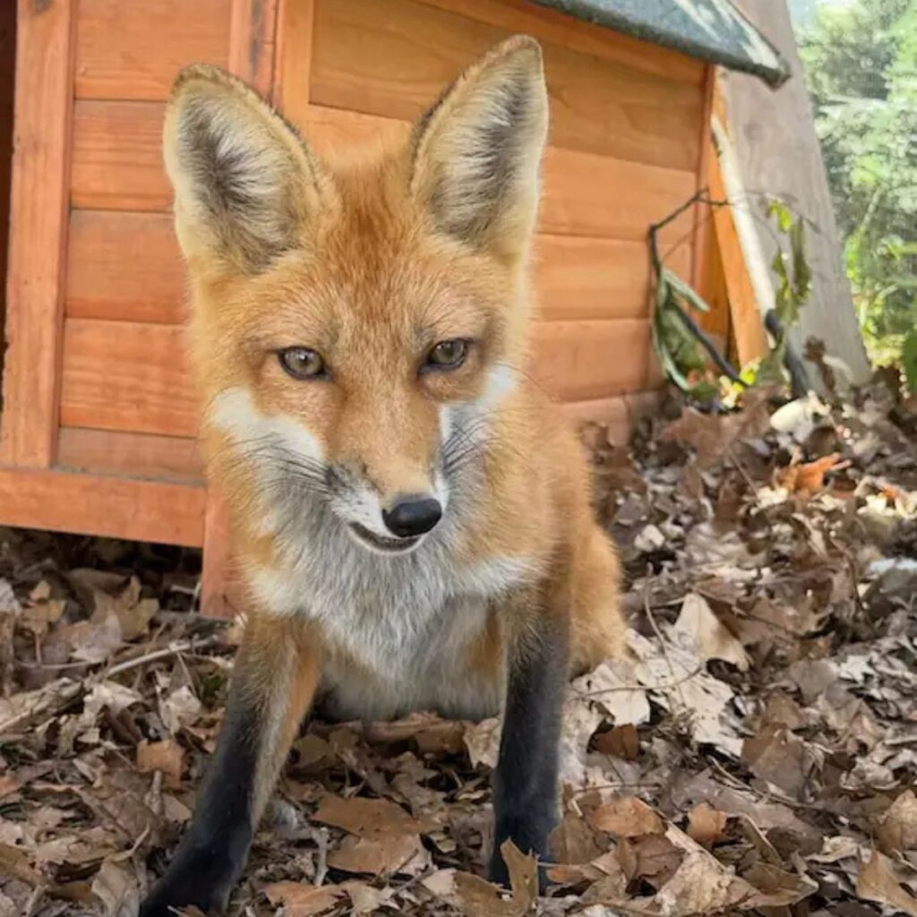 The fox is standing on the leaves