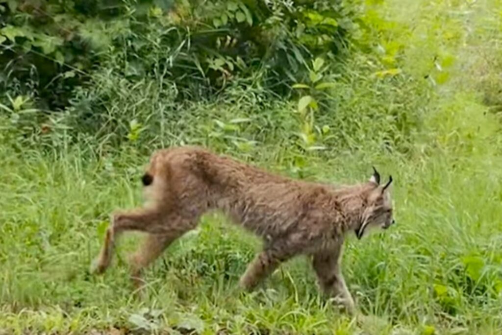 The fox walks in the meadow