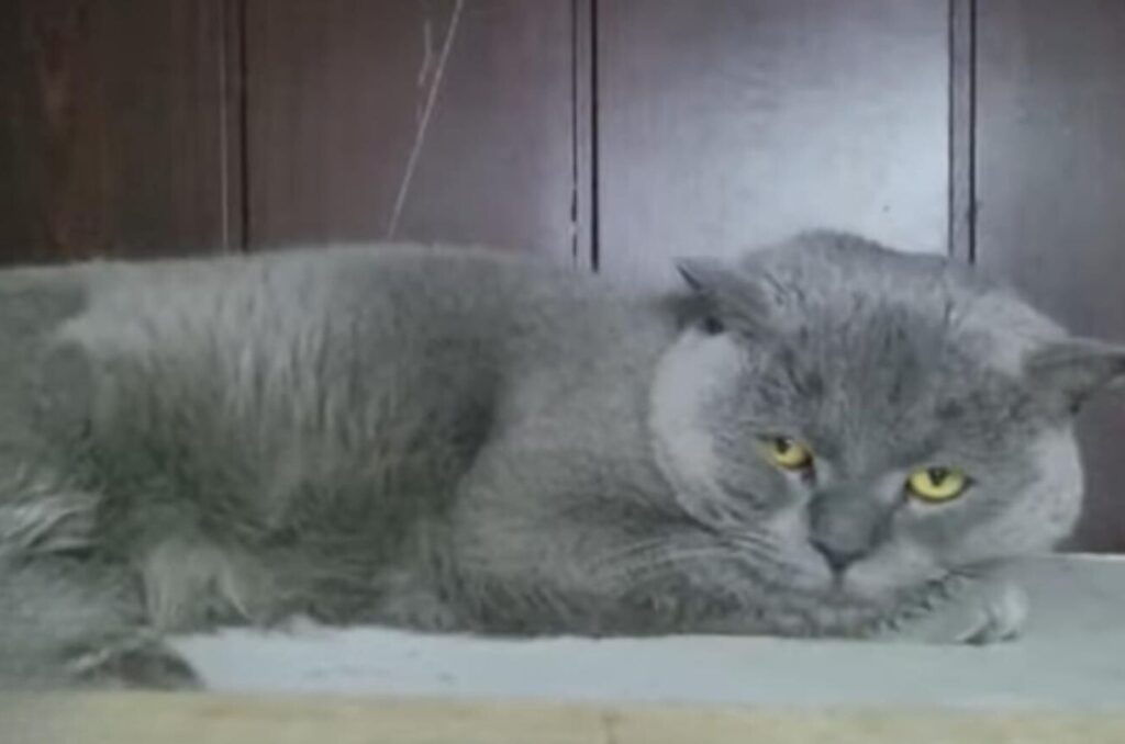 The gray cat is lying down