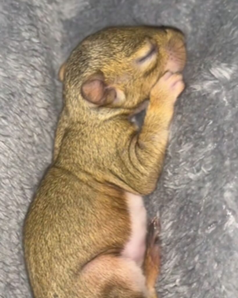 The huddled puppy is sleeping