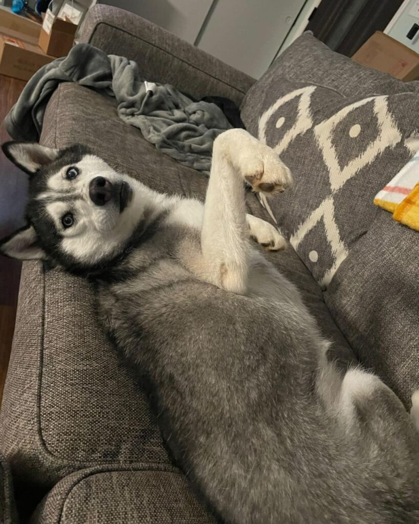 The husky is lying on the couch