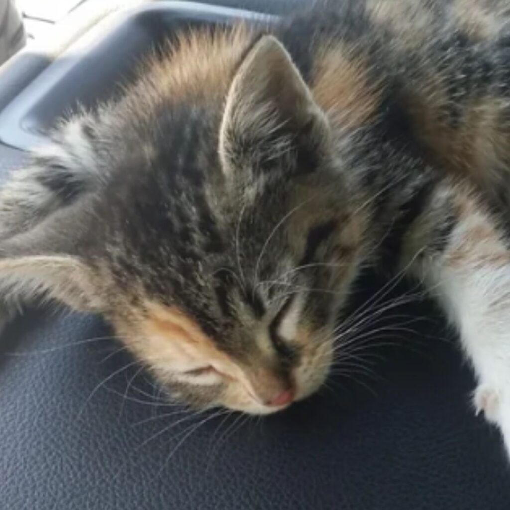 The kitten has lowered its head and is sleeping