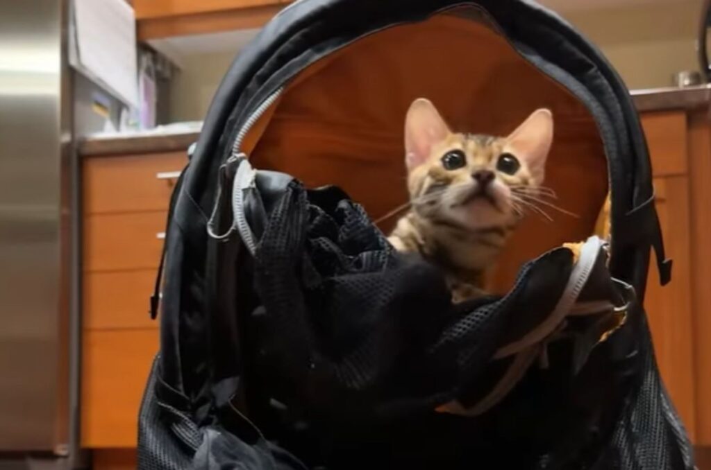 The kitten in the bag is peeking out