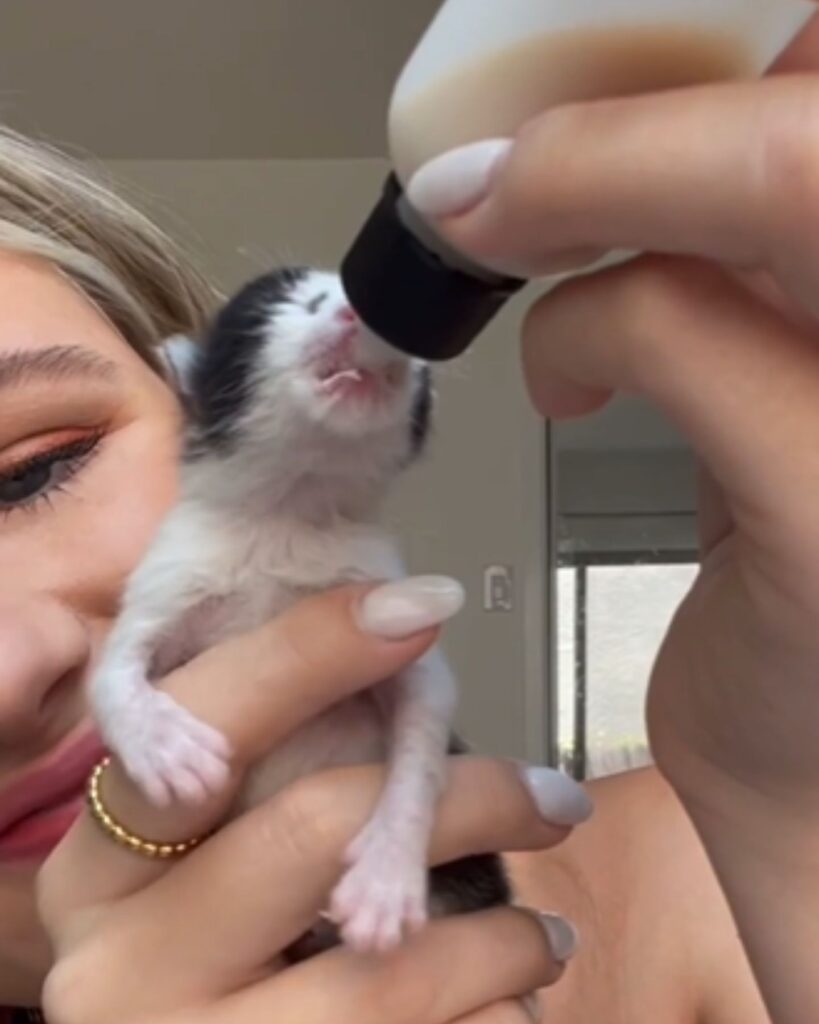 The kitten is drinking milk