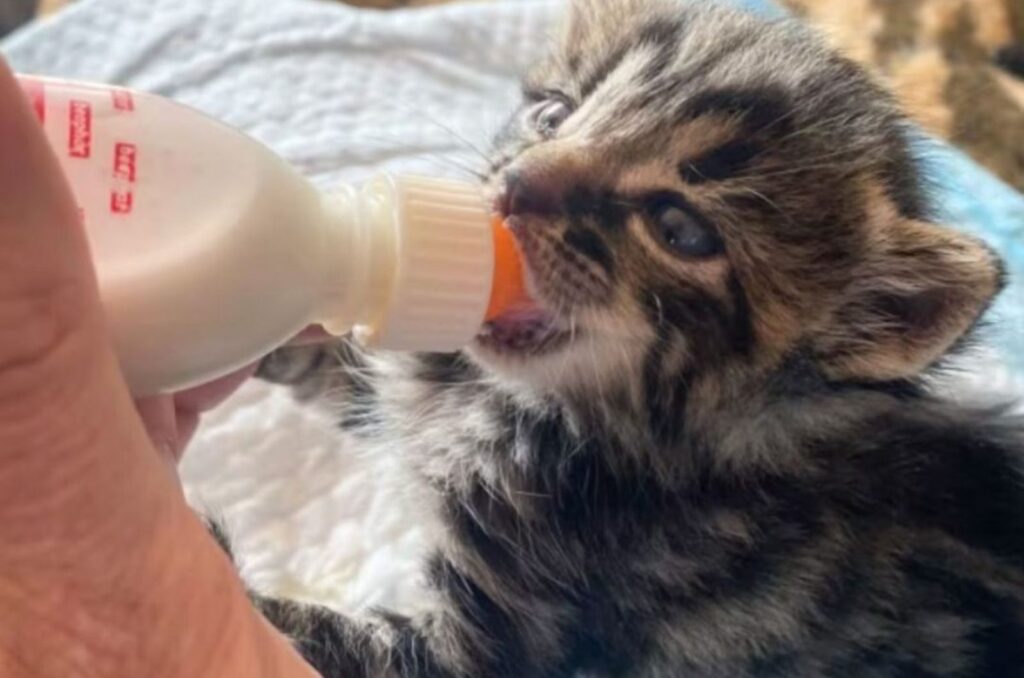 The kitten is eating milk