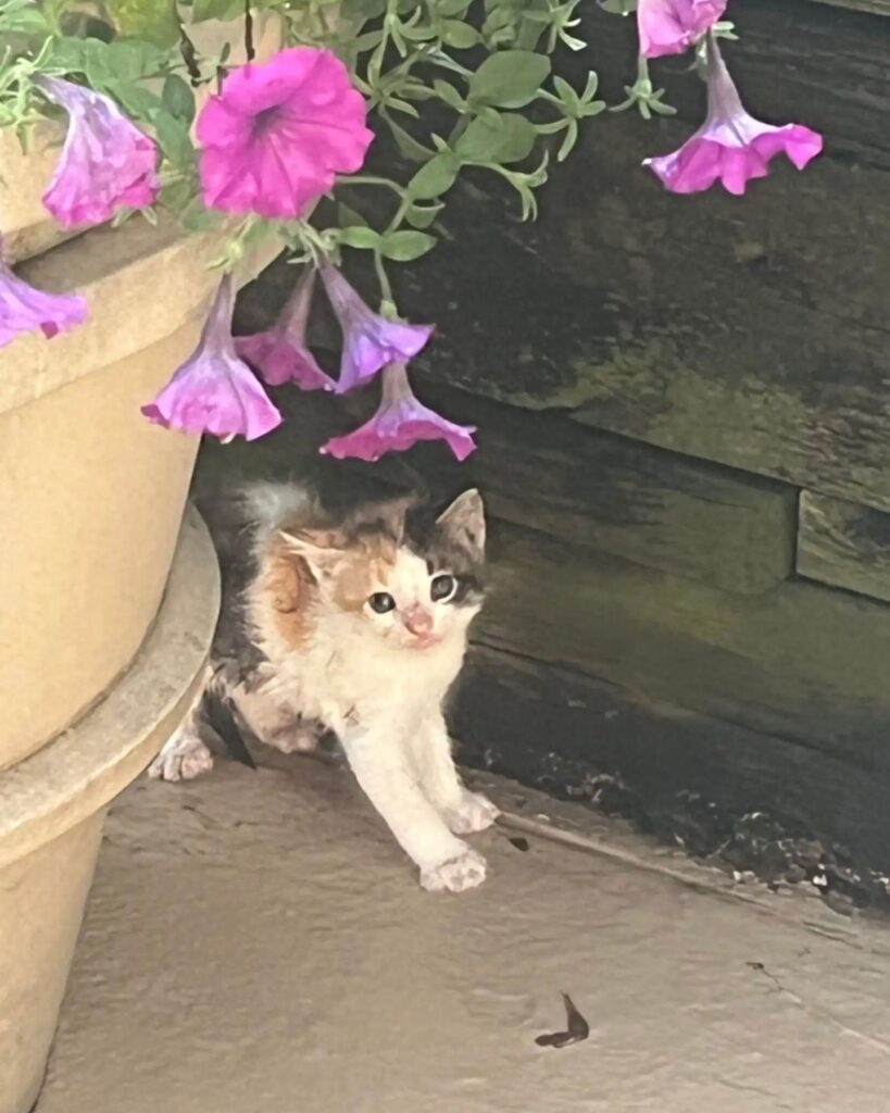 The kitten is hiding behind the flower pot