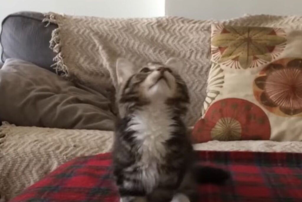 The kitten is looking above itself