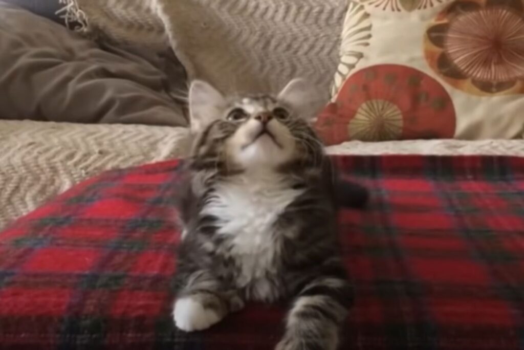 The kitten is looking above itself