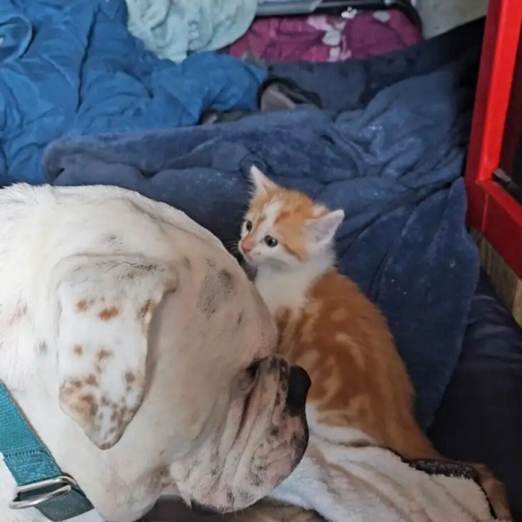The kitten is looking at the dog
