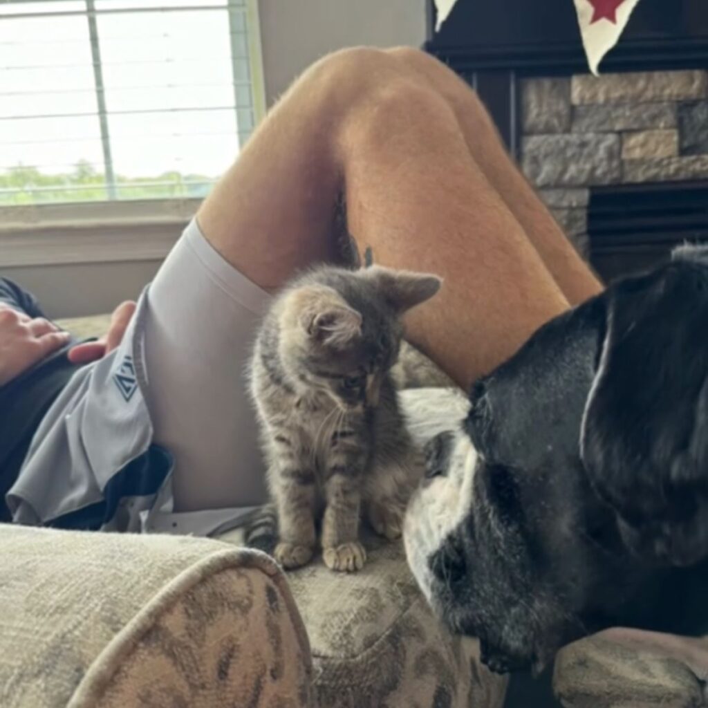 The kitten is looking at the dog