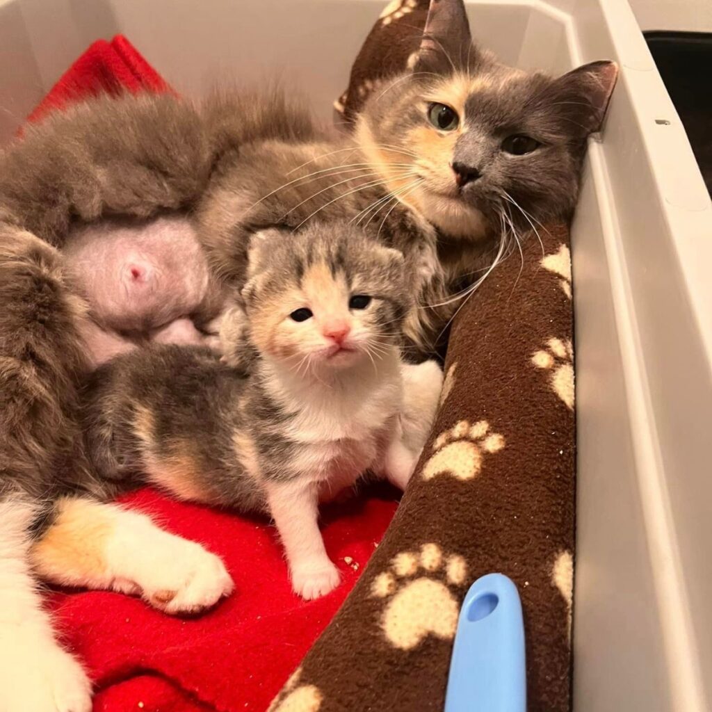 The kitten is lying next to the mother cat