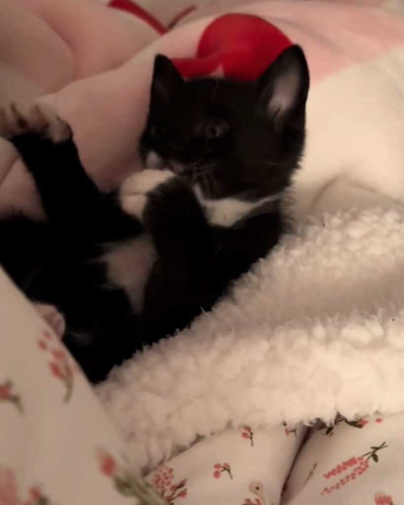 The kitten is lying on its back