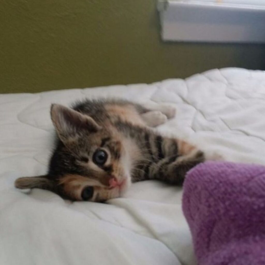 The kitten is lying on the bed