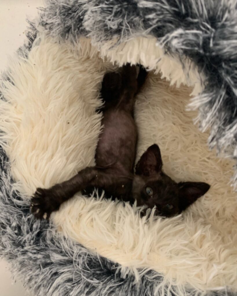 The kitten is lying on the shaggy children