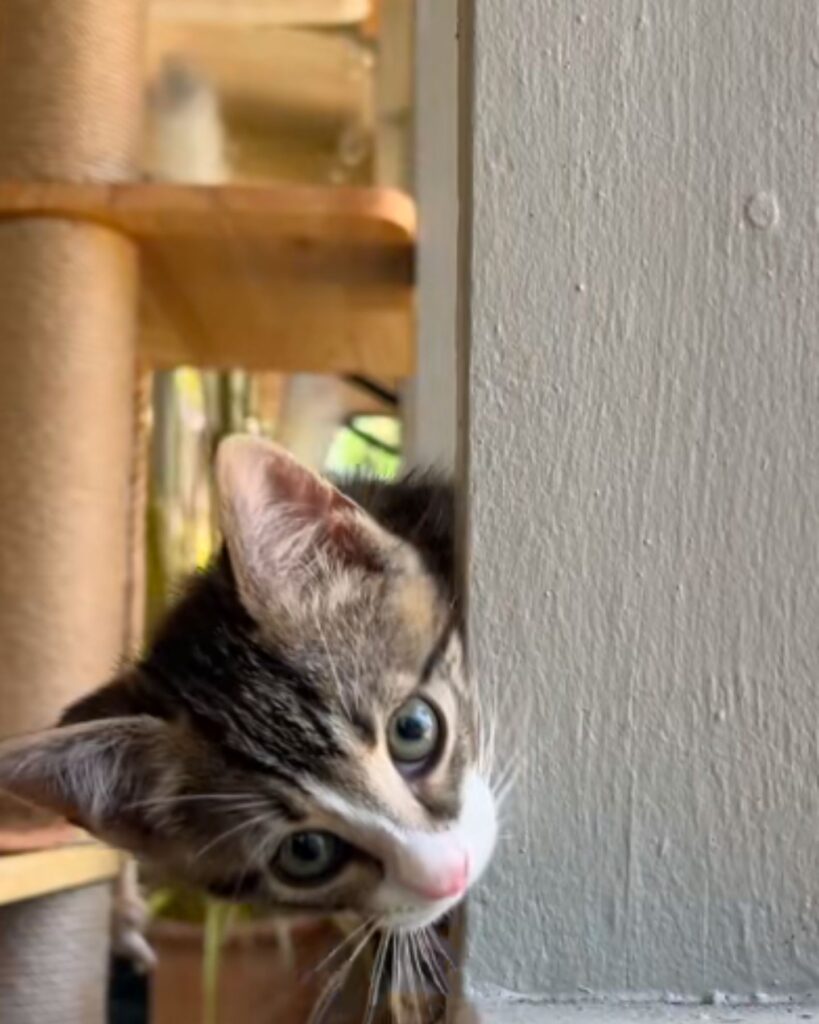 The kitten is peeking out from behind the wall