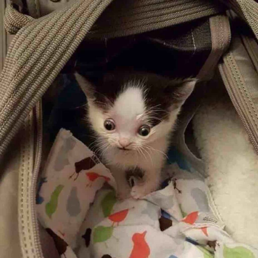 The kitten is peeking out of the bag
