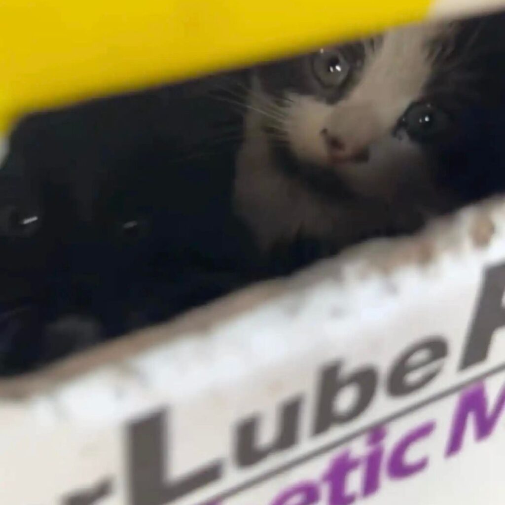 The kitten is peeking out of the package