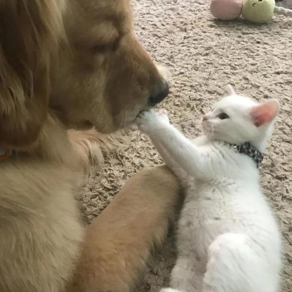 The kitten is playing with the dog