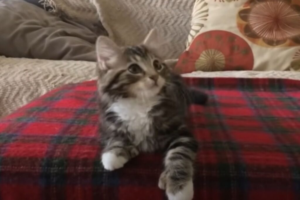 The kitten is sitting and looking to the side