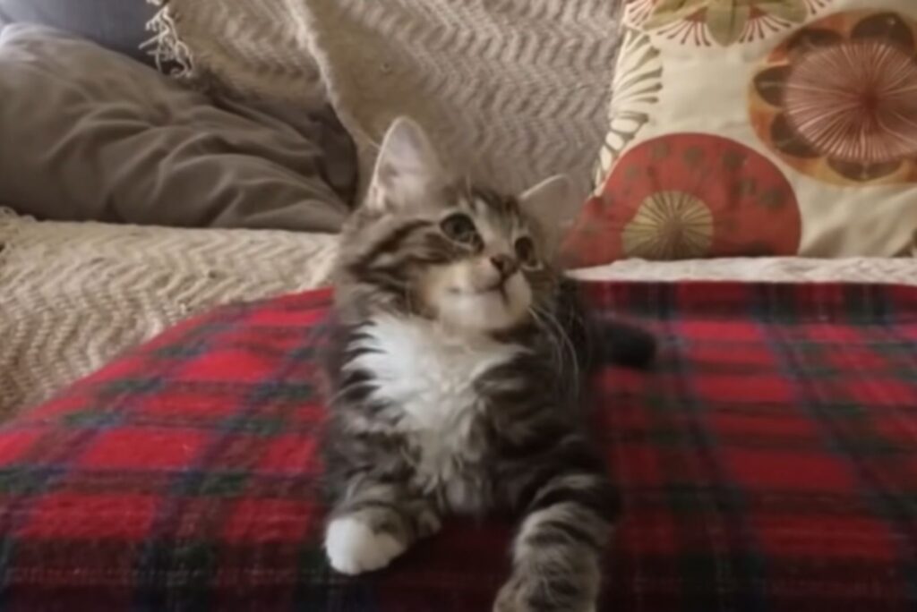 The kitten is sitting and tilting its head