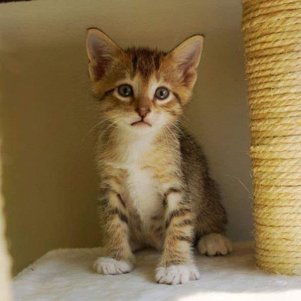 The kitten is sitting on the scratching post