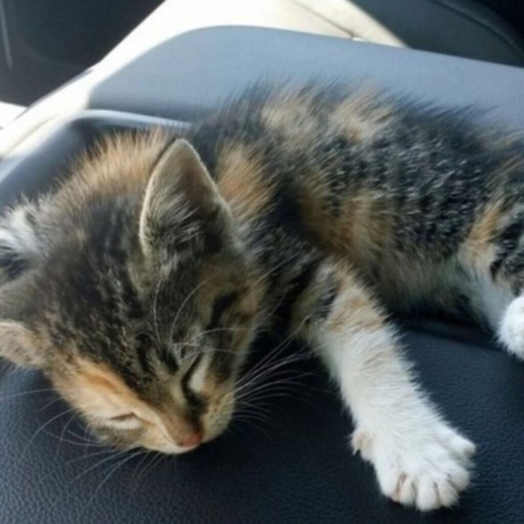 The kitten is sleeping