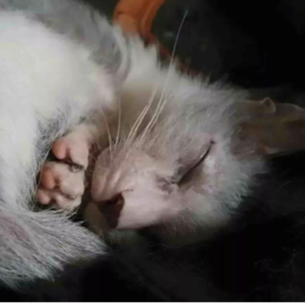 The kitten is sleeping