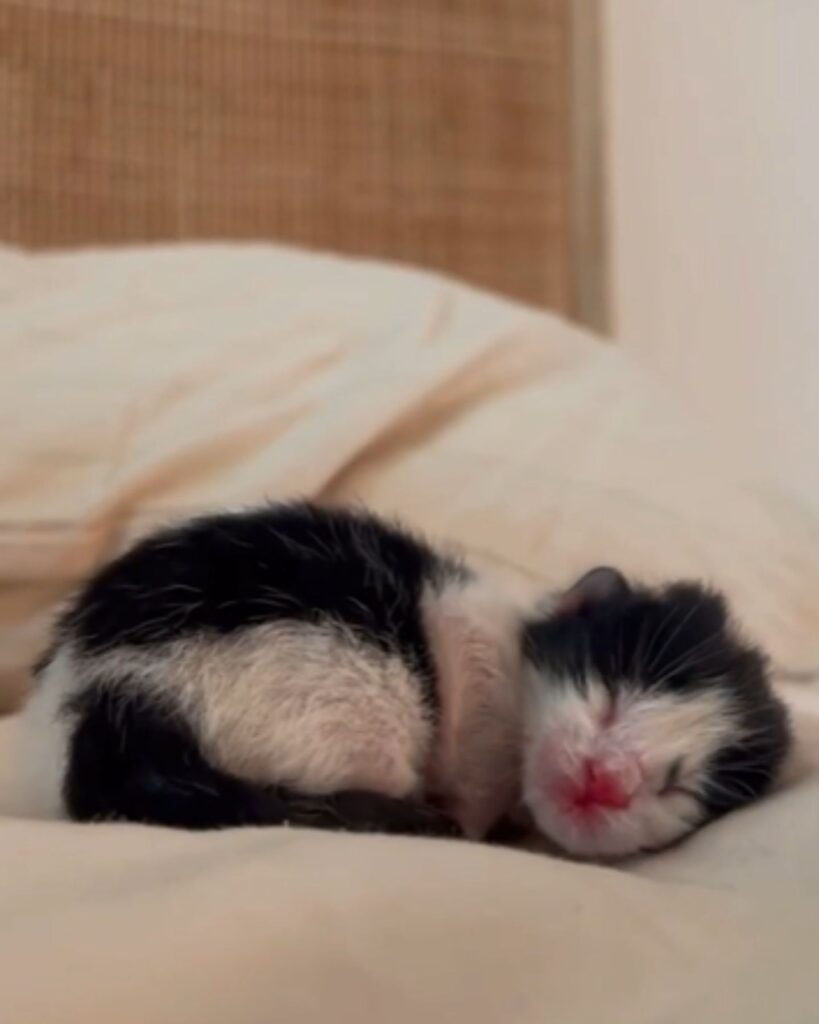 The kitten is sleeping