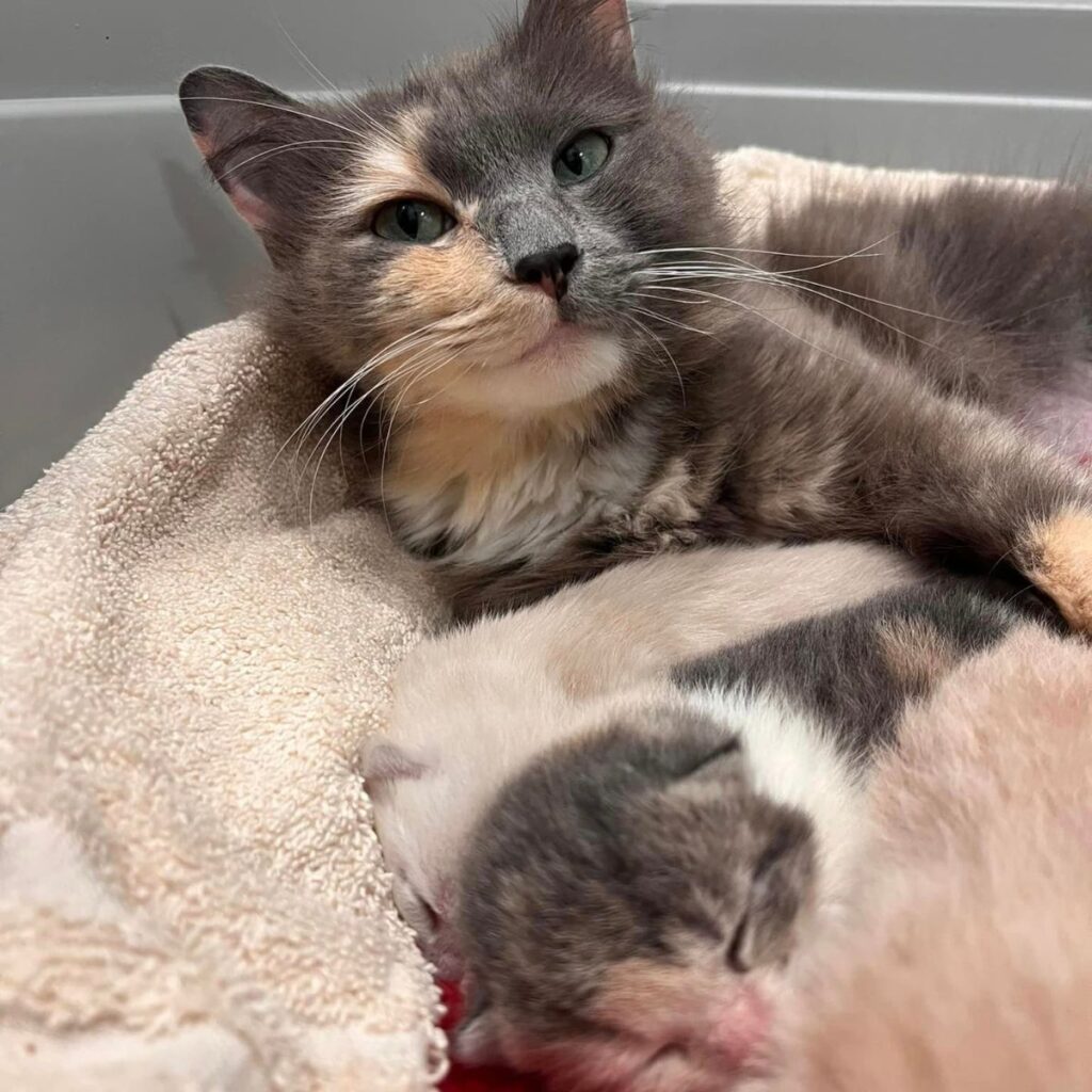 The kitten is sleeping next to the mother cat