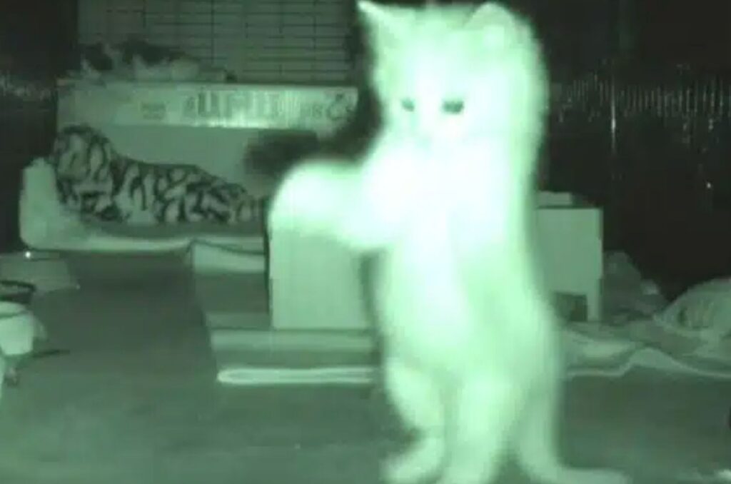 The kitten is standing on its hind legs