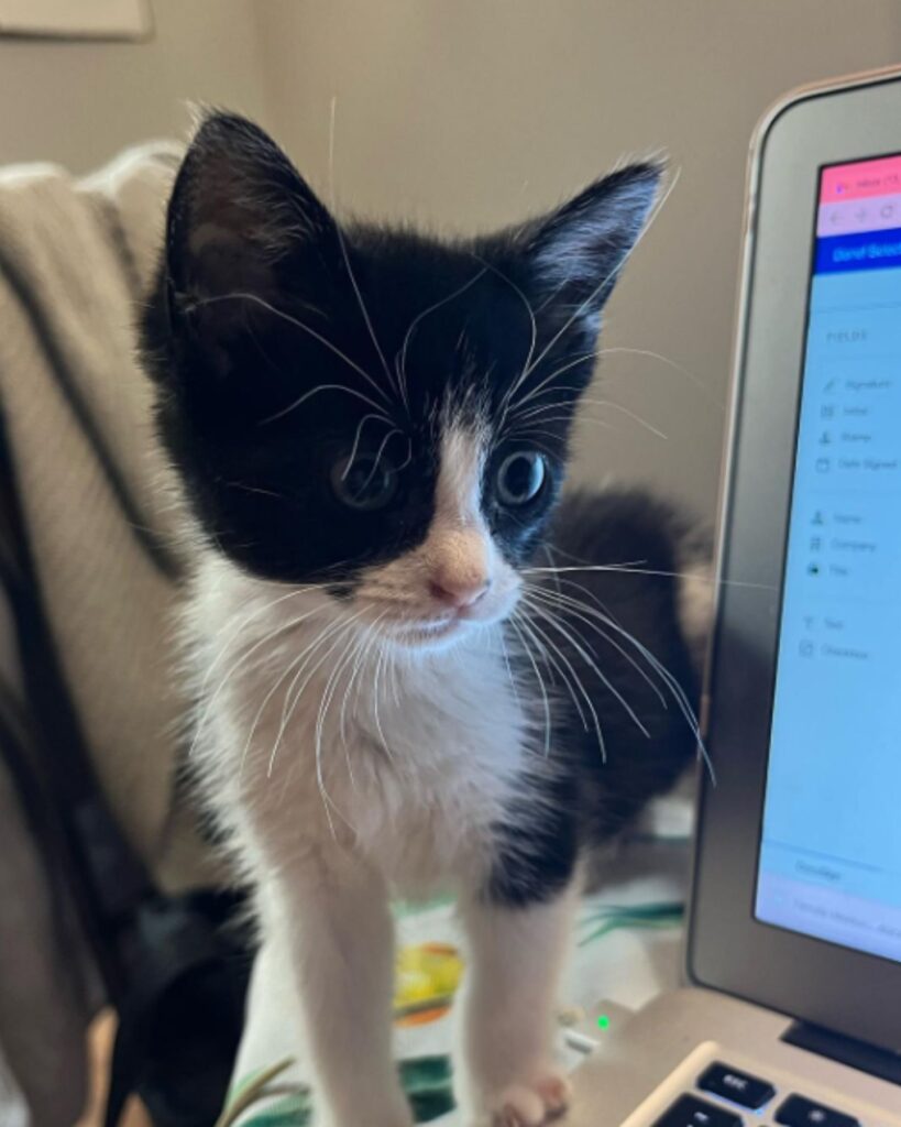 The kitten is standing on the computer