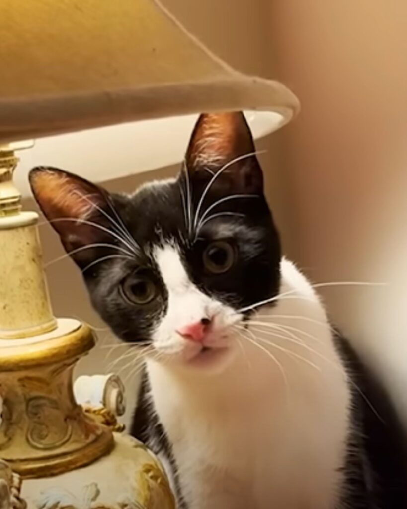 The kitten is standing under the lamp