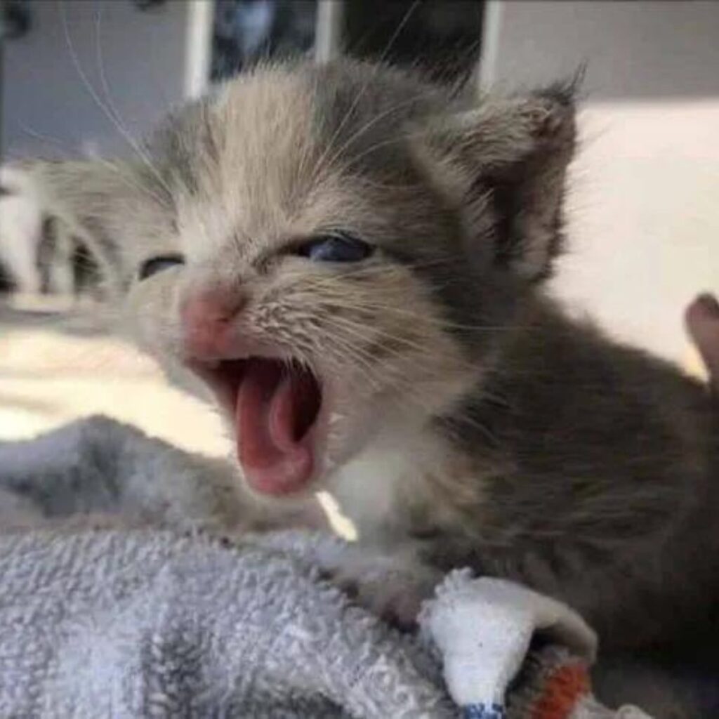 The kitten yawns