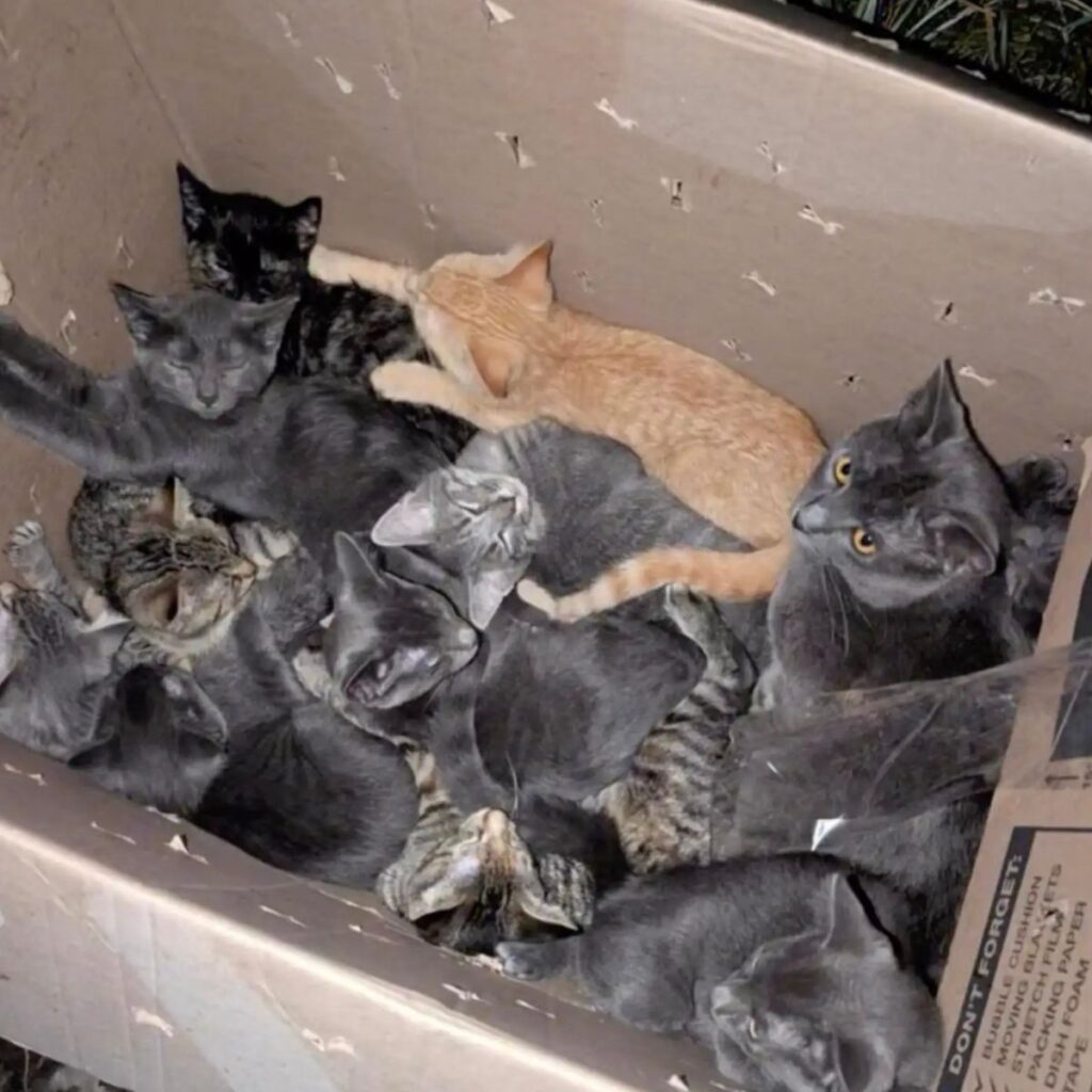 The kittens are lying in a cardboard box