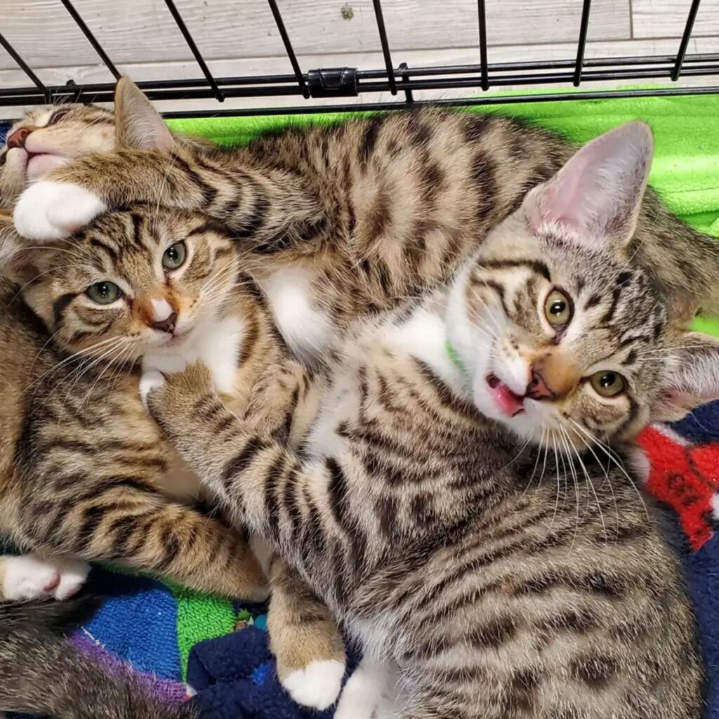 The kittens are lying on top of each other