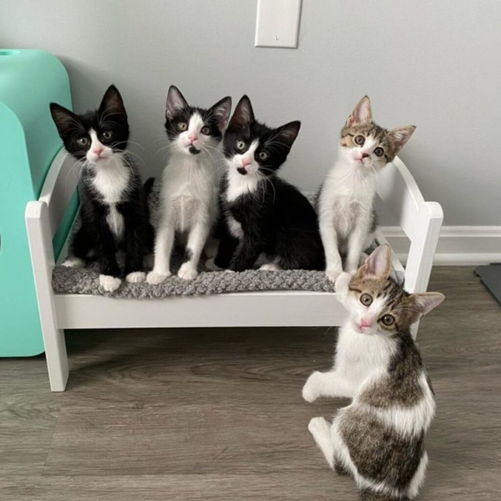 The kittens are sitting on the bench