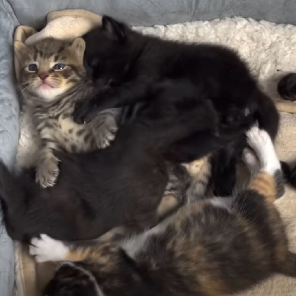 The kittens are sleeping on top of each other