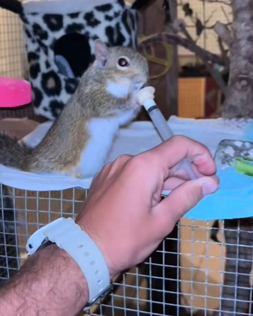 The little rabbit is eating