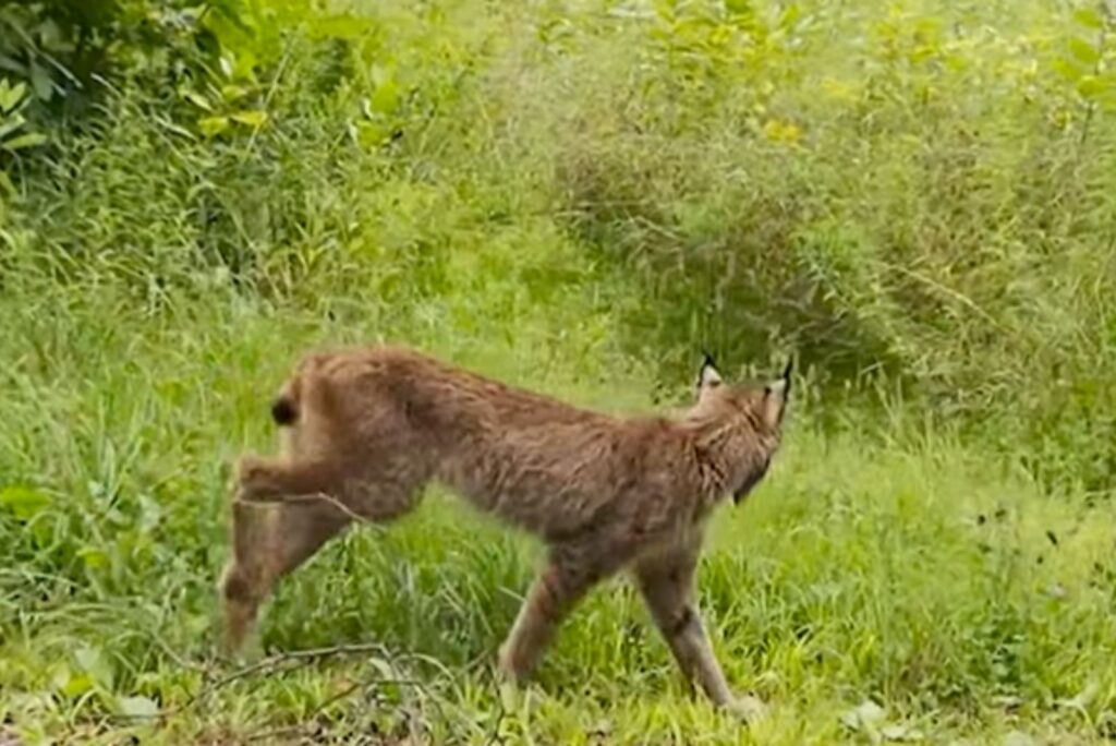 The lynx walks across the field, turning its head