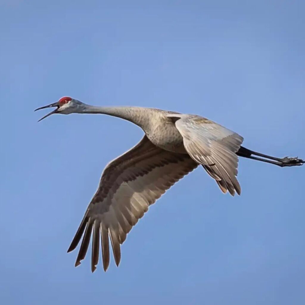 The open-billed crane flies