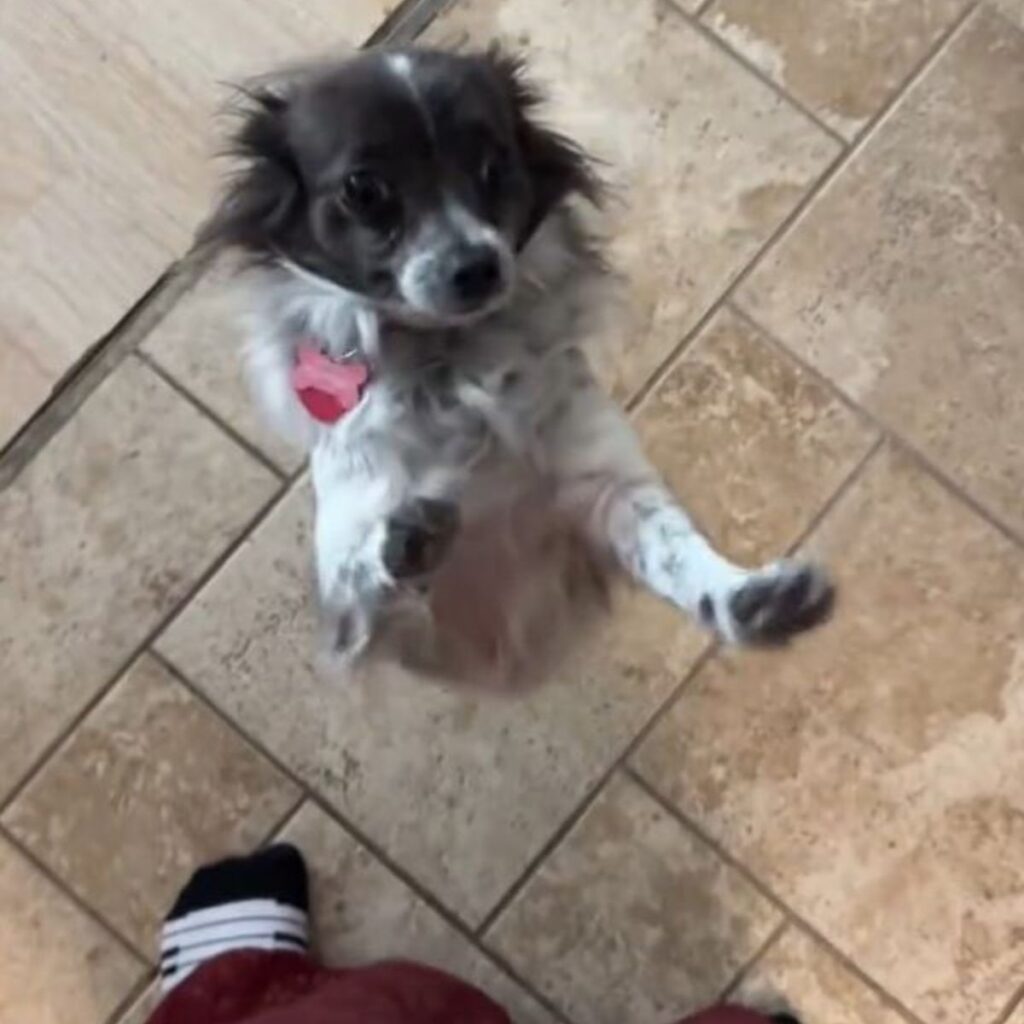 The puppy stands on its hind legs