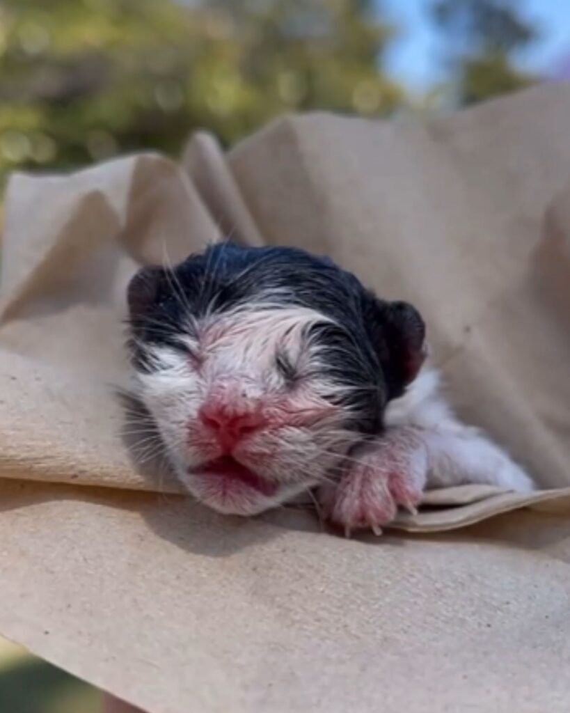 The sick dog is sleeping