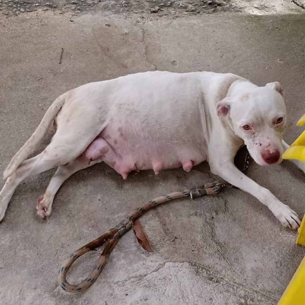 The stray dog ​​is lying down