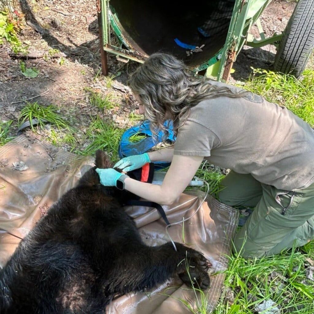 The veterinarian examines the bear