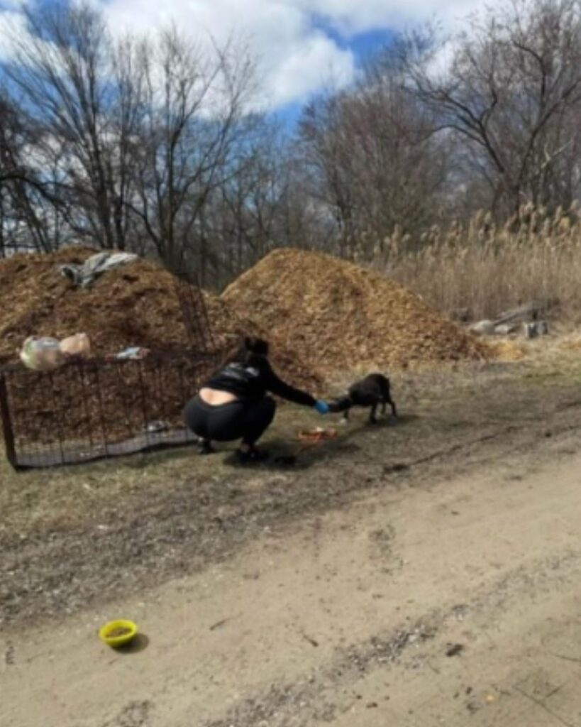 The woman feeds the dog
