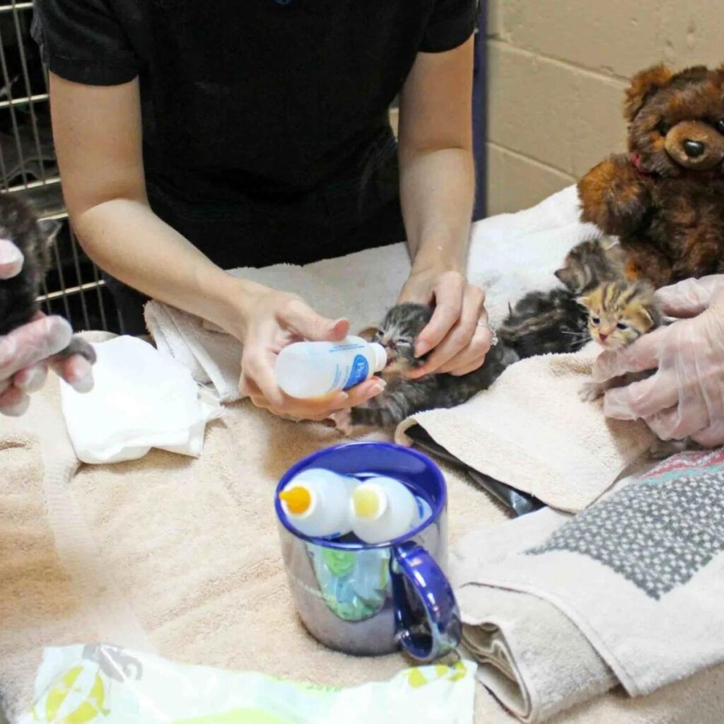 The woman feeds the kittens