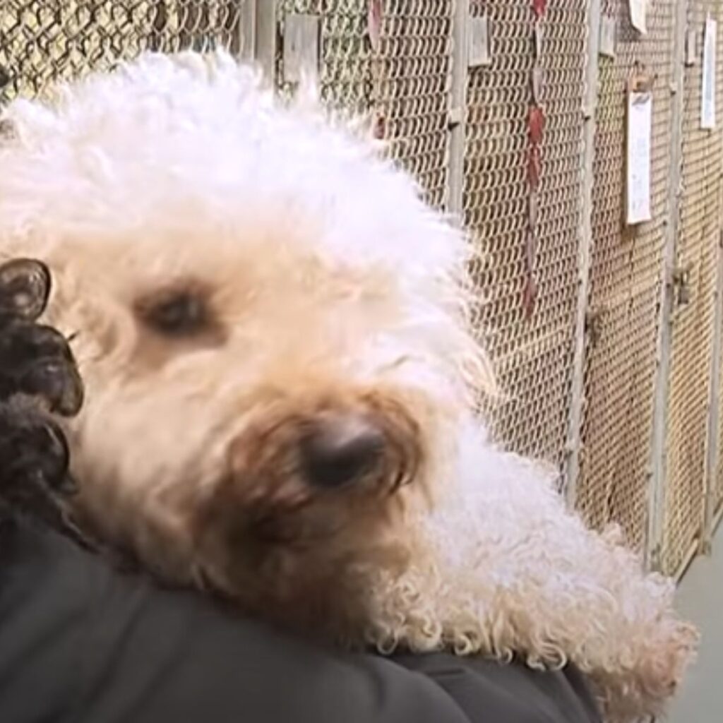 The woman is carrying a dog