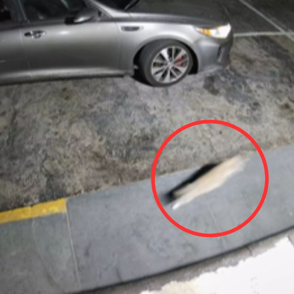 The woman left the box on the wall