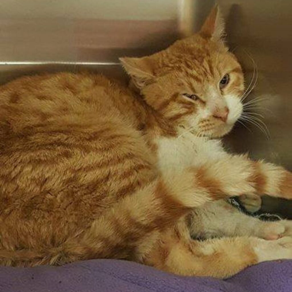 The yellow cat is squinting