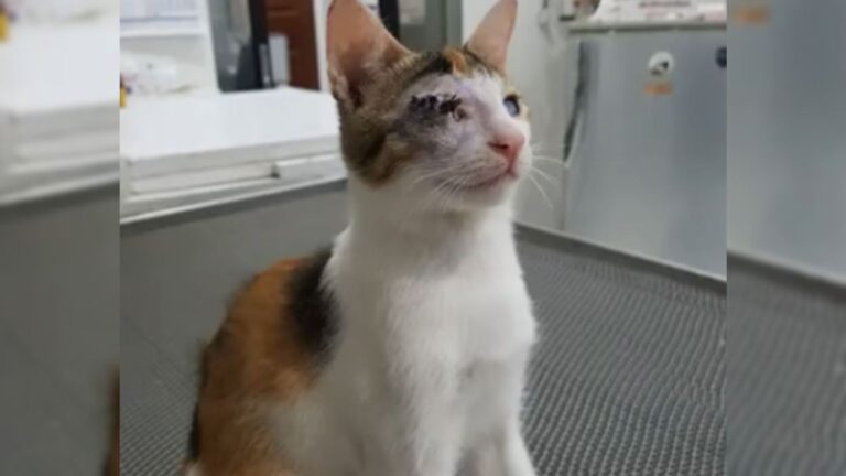 This Chicago Couple Rescued A Blind Calico